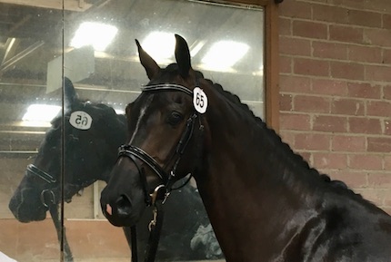 http://www.bnstables.nl/cms/upload/images/charmeur.jpg